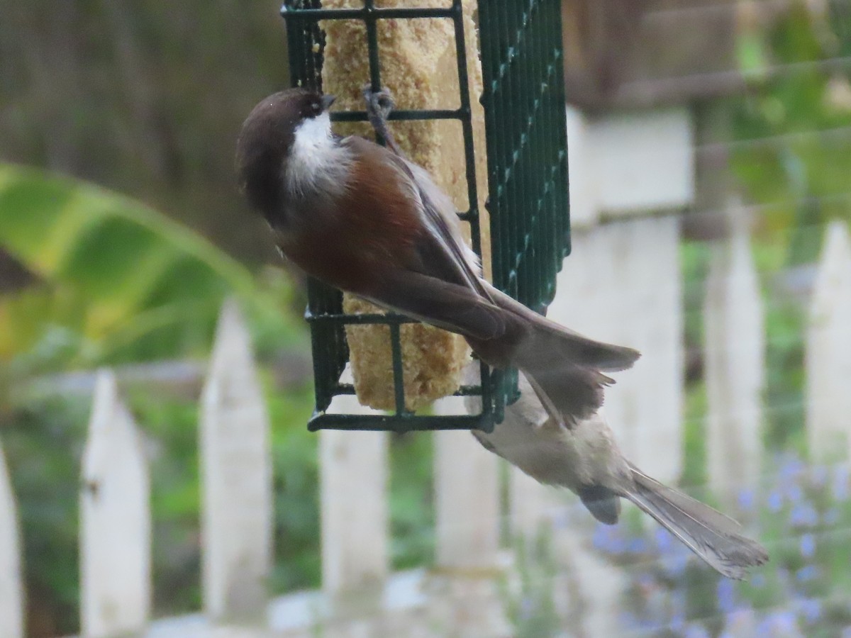 Chestnut-backed Chickadee - Gayle Dangers-Meusel