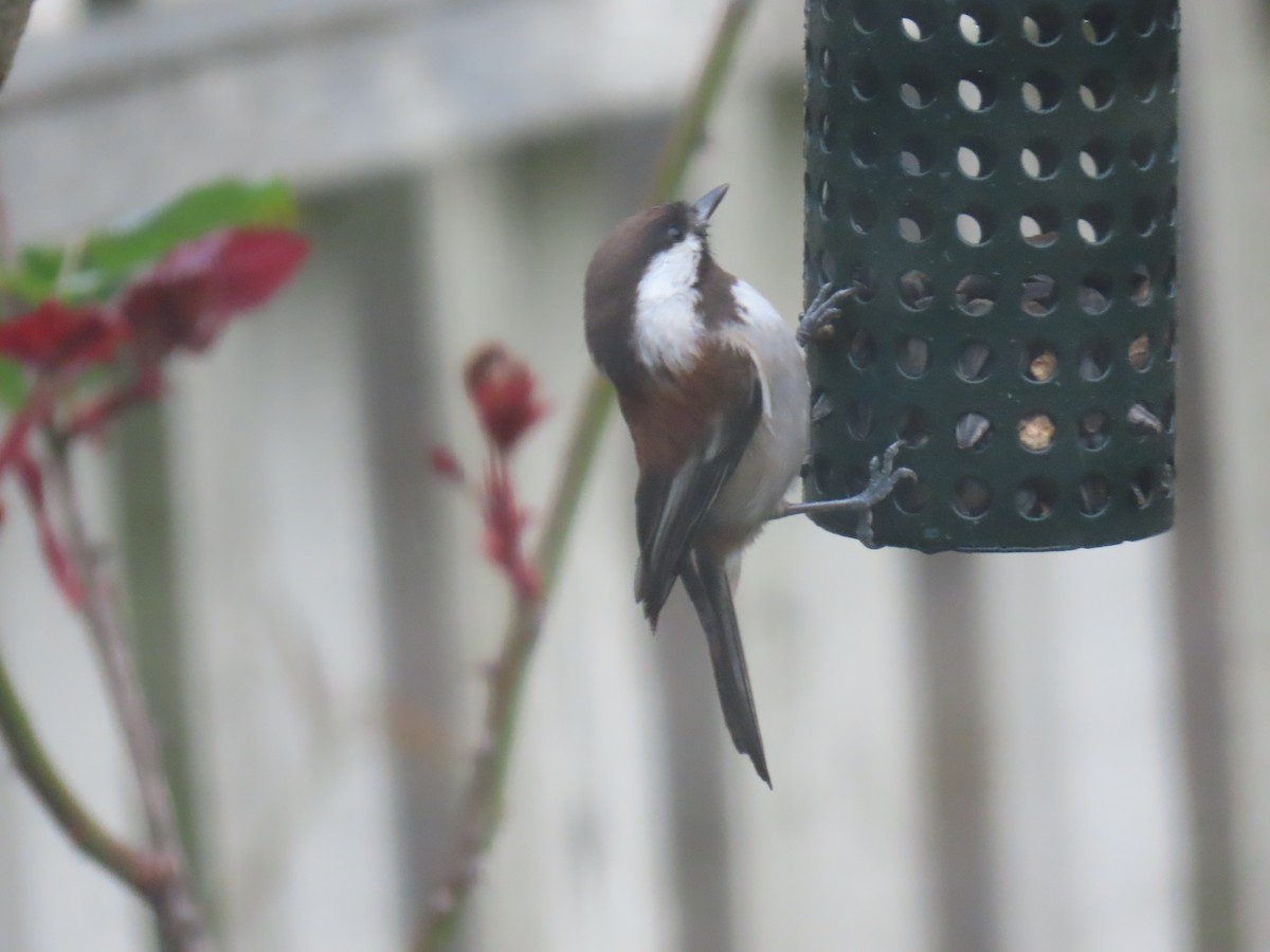 Chestnut-backed Chickadee - Gayle Dangers-Meusel