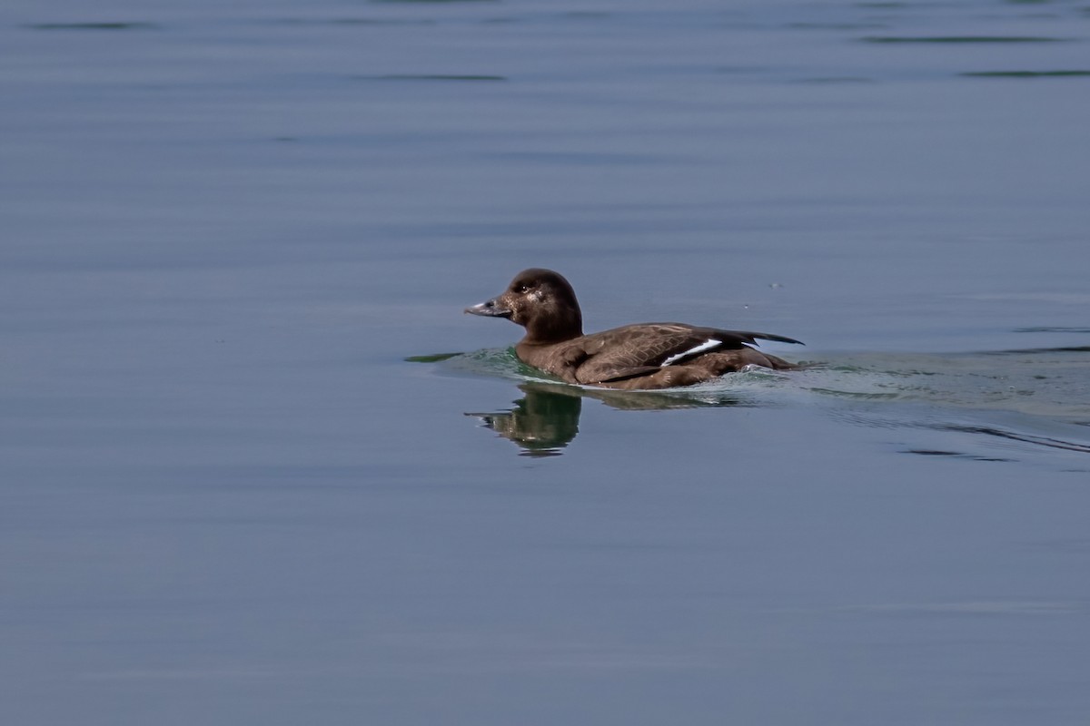 White-winged Scoter - John C Sullivan