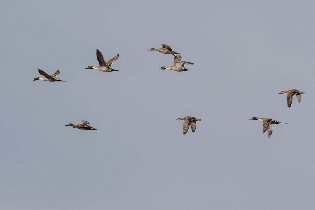 Шовтгор алаг нугас - ML531919151