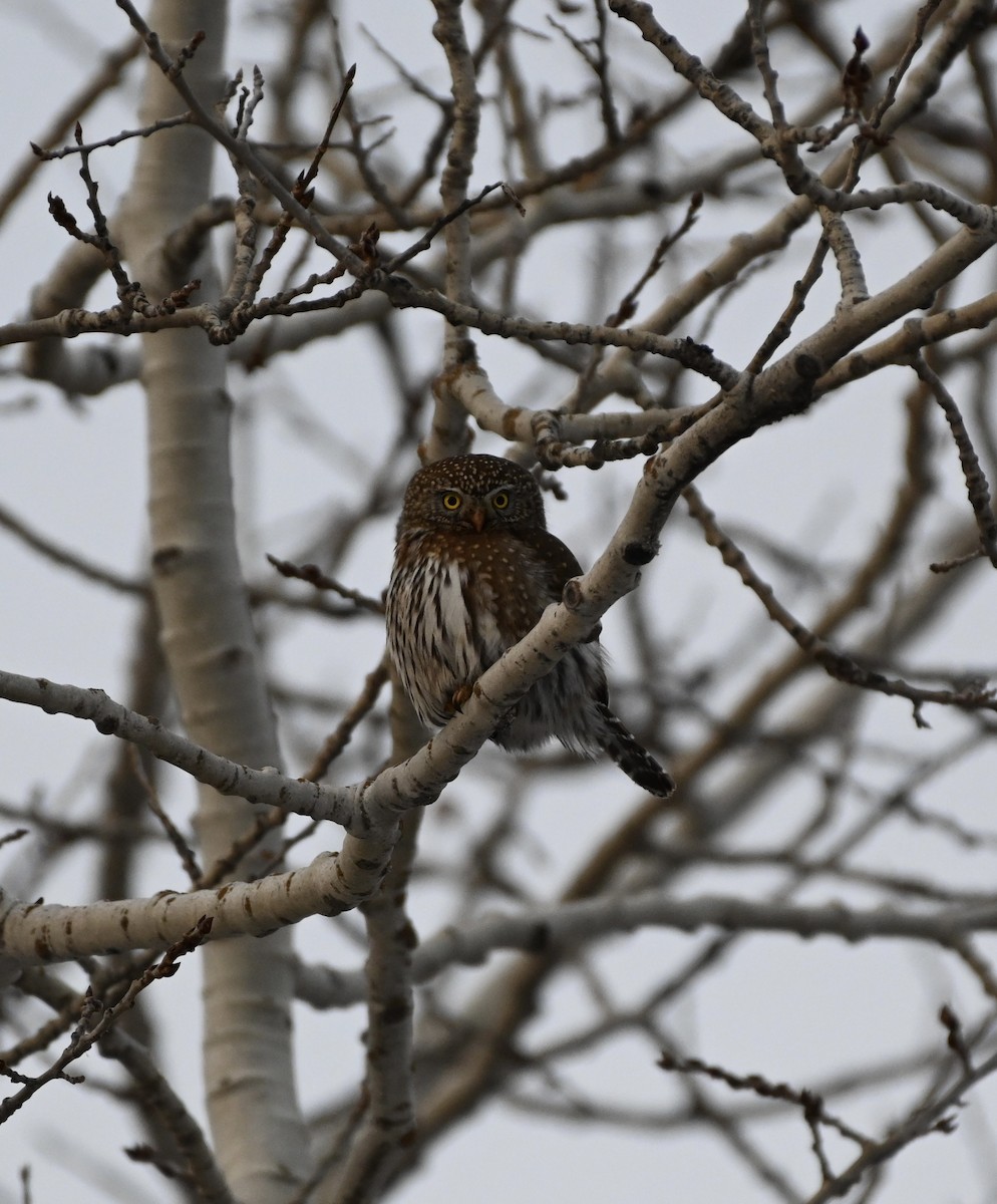 Northern Pygmy-Owl - Jack St. John