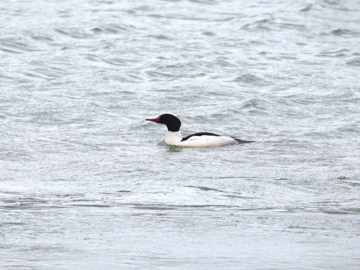 Common Merganser - ML531919641