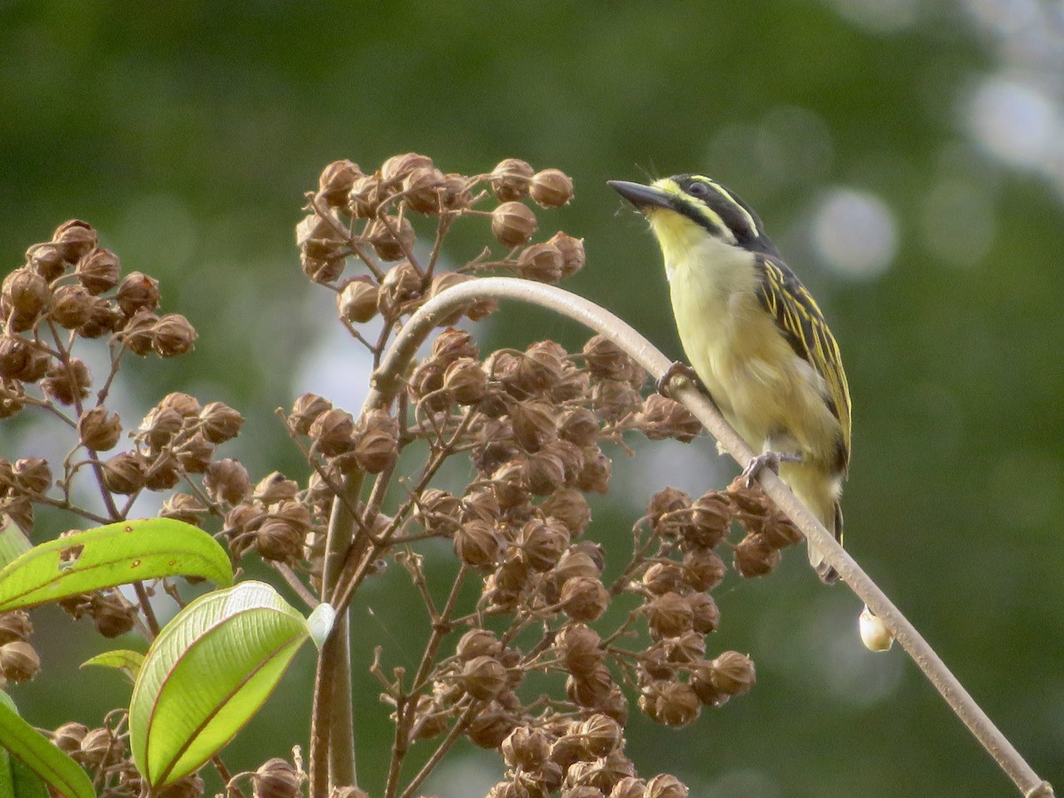 Yellow-throated Tinkerbird - ML531920291