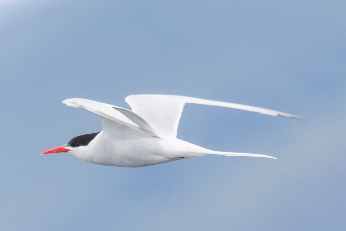 South American Tern - Roland Pfeiffer