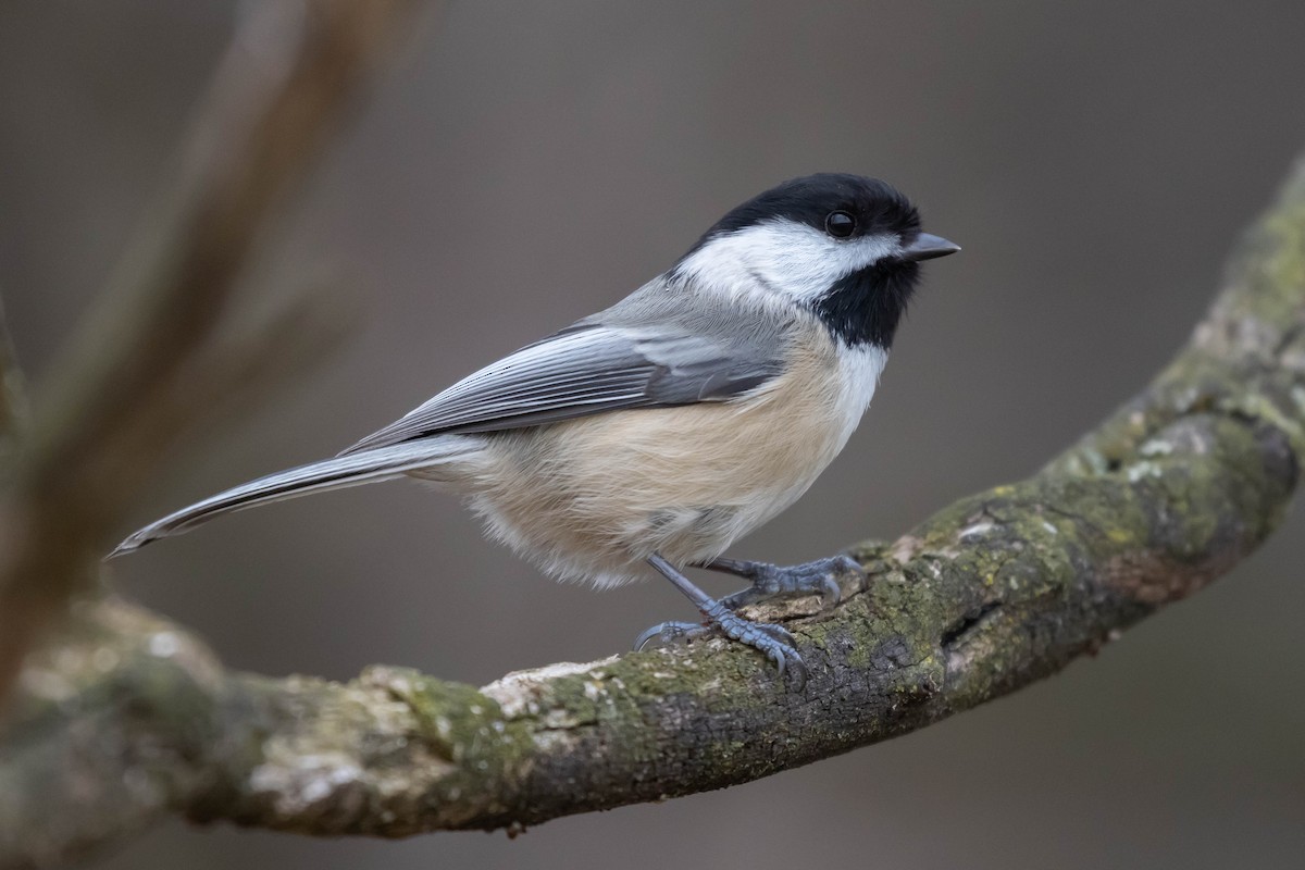 Carolina x Black-capped Chickadee (hybrid) - Alex Lamoreaux