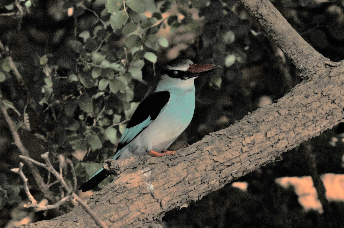 Blue-breasted Kingfisher - Bruce Mast