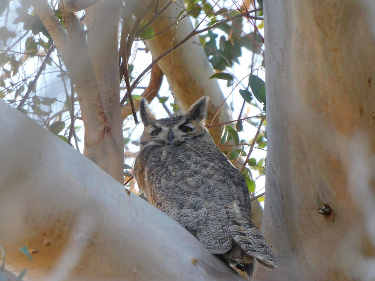 Great Horned Owl - ML531922071