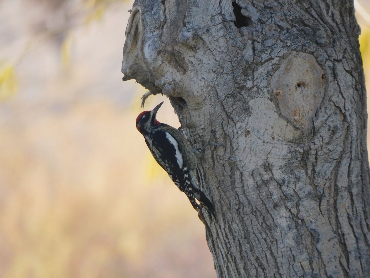 Red-naped Sapsucker - ML531922261