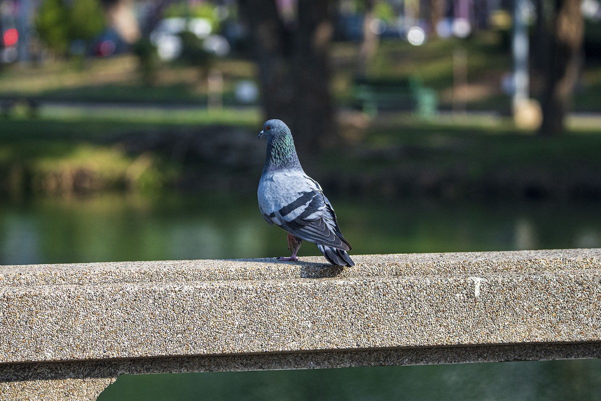 Rock Pigeon (Feral Pigeon) - Nathan Kennedy