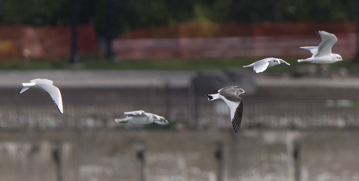 Sabine's Gull - ML531924421