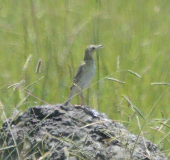 Ochre-breasted Pipit - ML531924481