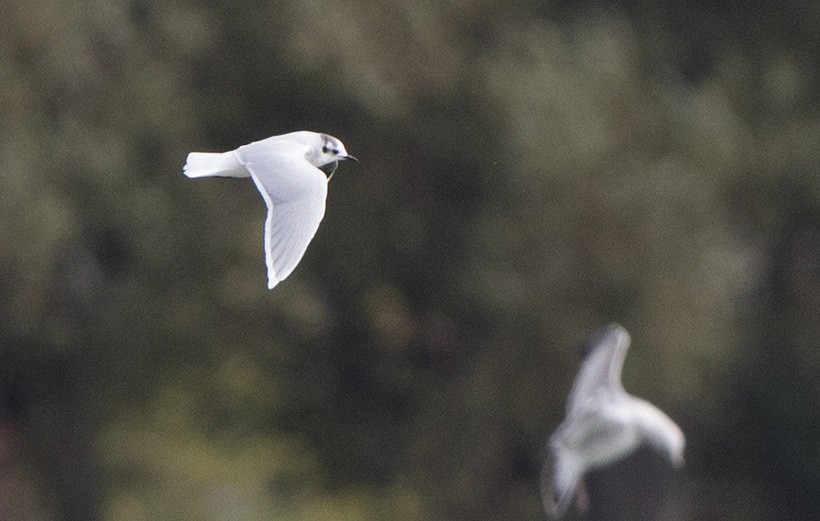 Little Gull - ML531924501