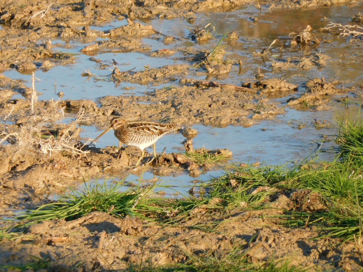 Wilson's Snipe - ML531924581