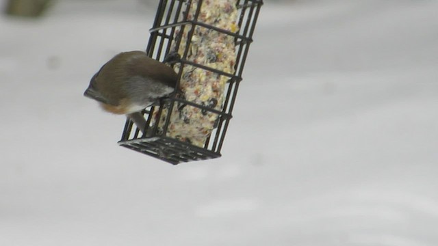 Boreal Chickadee - ML531924741
