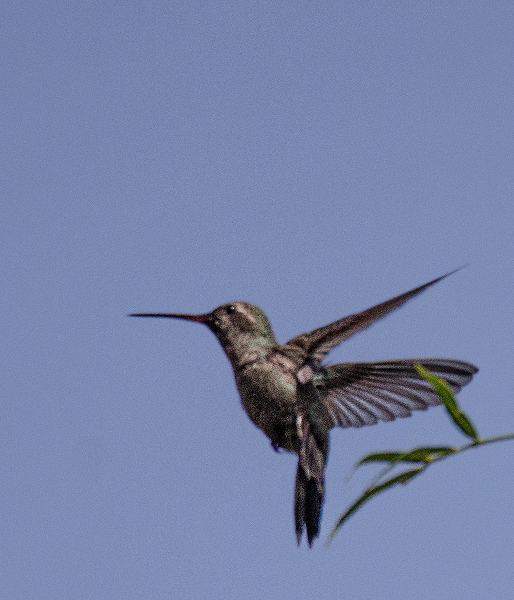 Broad-billed Hummingbird - ML531925291