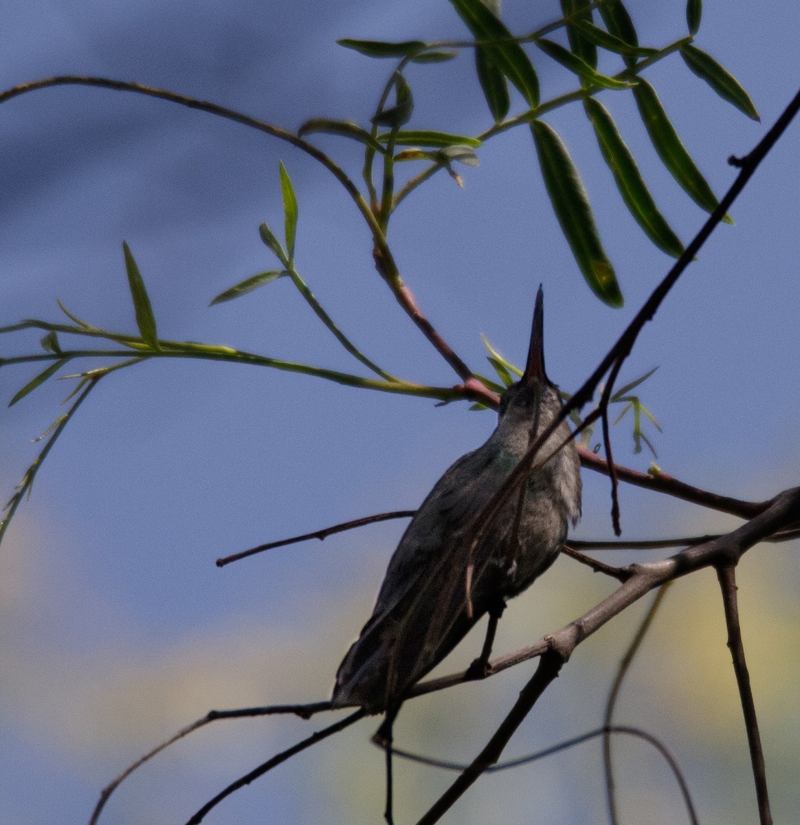 Broad-billed Hummingbird - ML531925301