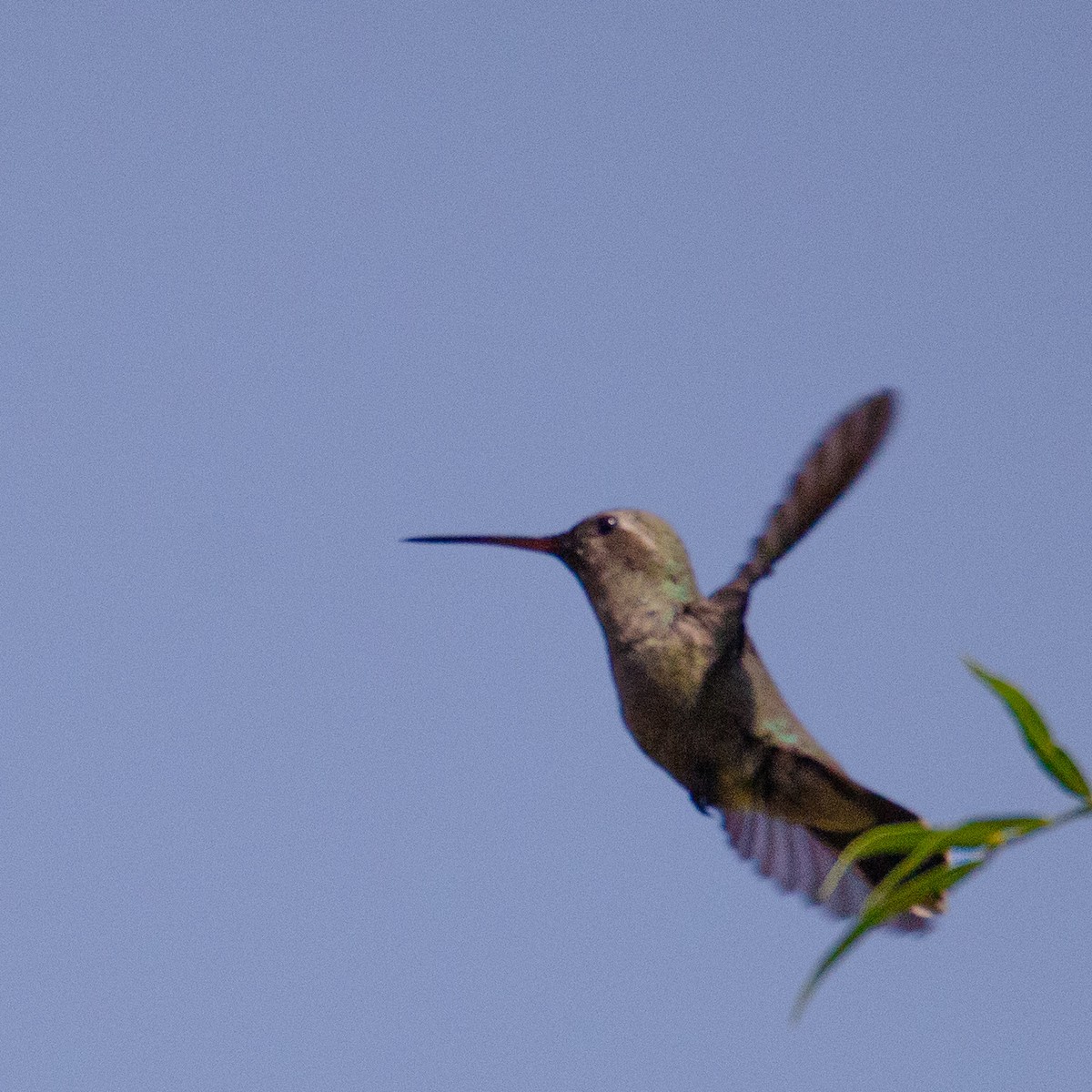 Broad-billed Hummingbird - ML531925311