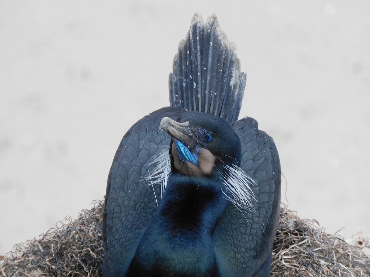 Brandt's Cormorant - ML531925631