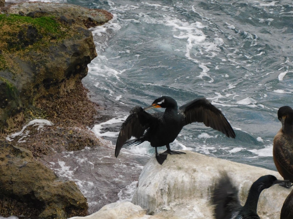 Double-crested Cormorant - ML531925831