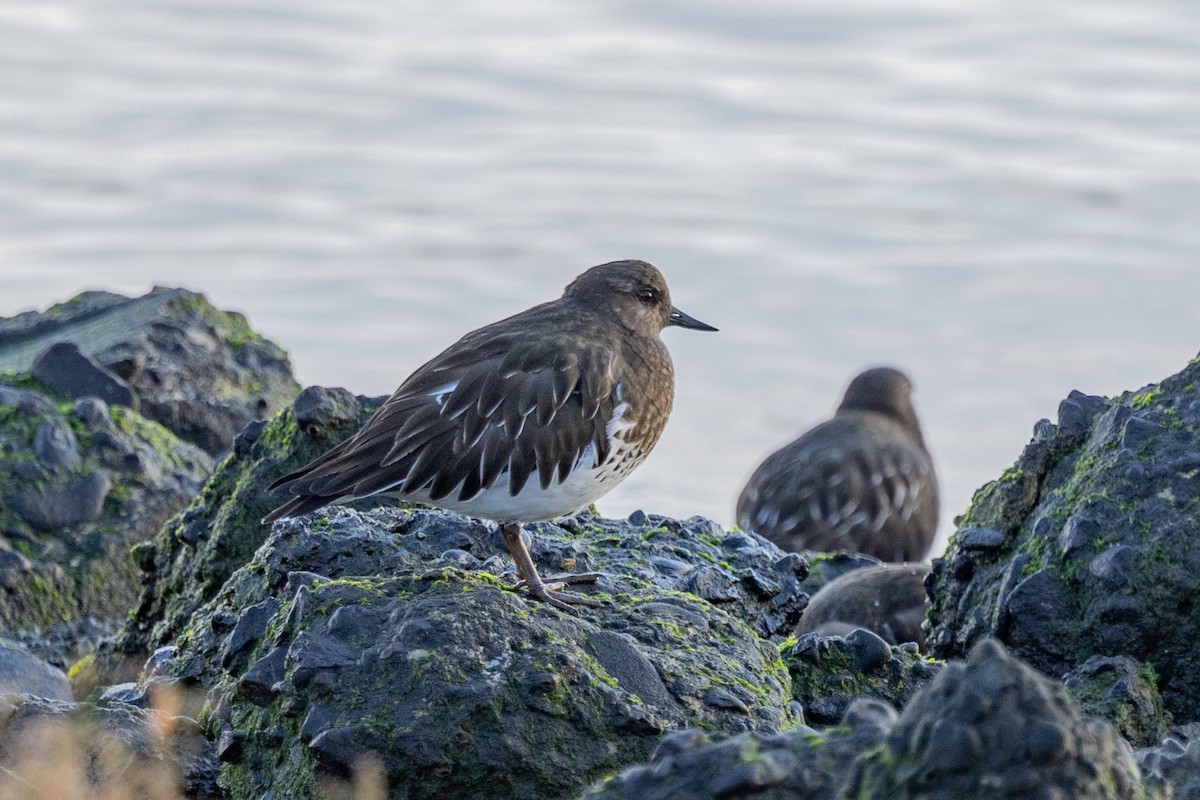 Black Turnstone - Loni Ye