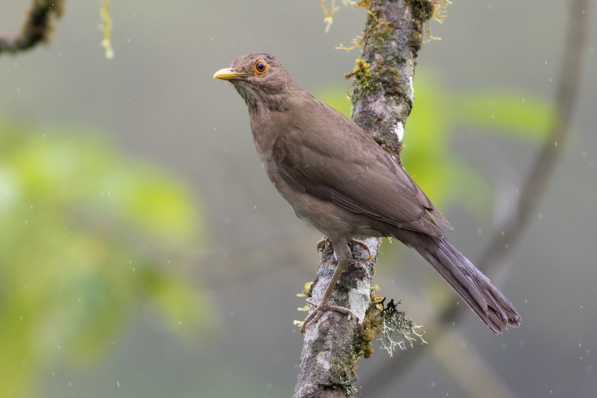 Ecuadorian Thrush - ML531926851