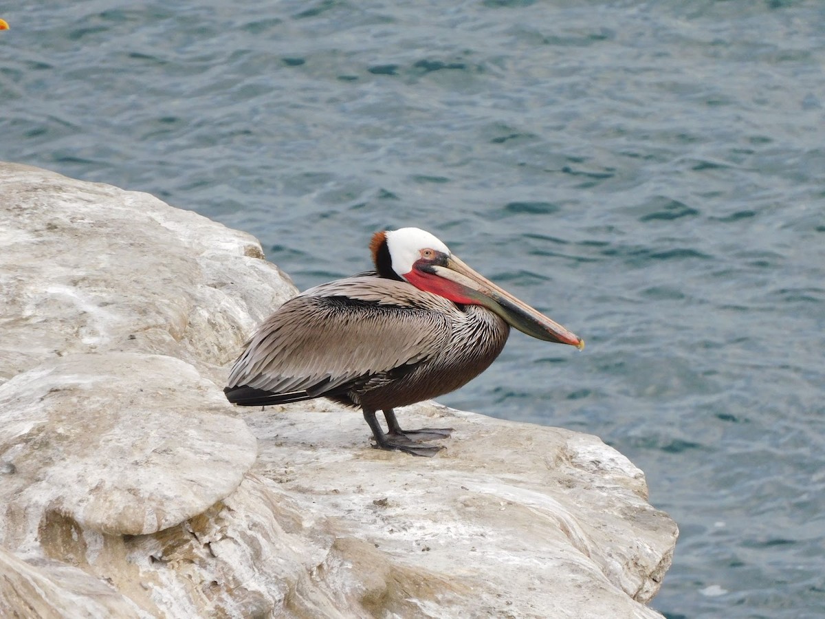 Brown Pelican - ML531926911