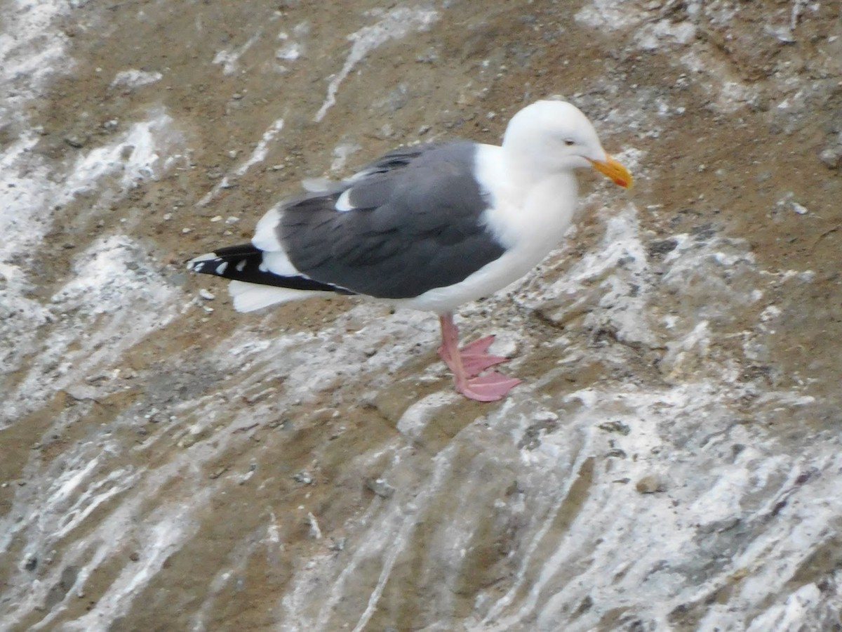 Western Gull - ML531927171