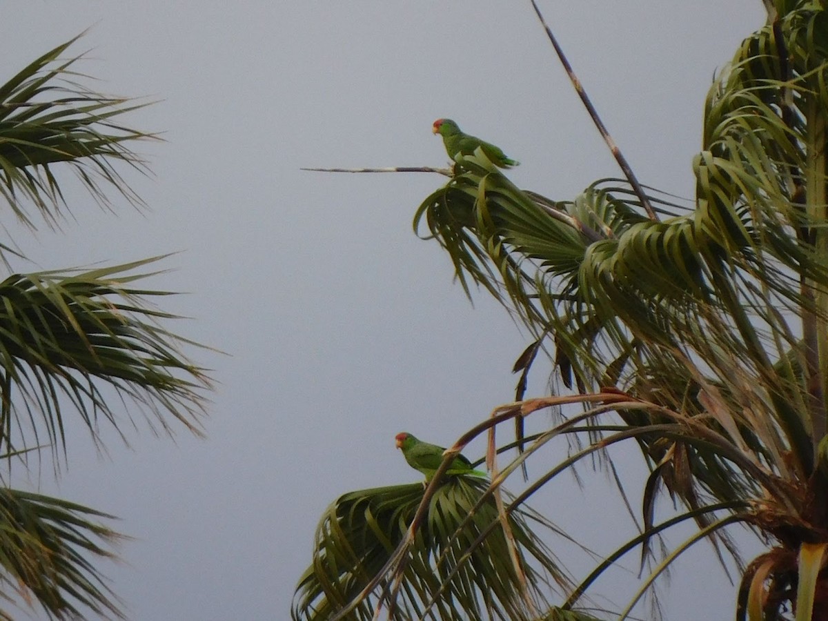 Red-crowned Amazon - ML531927401