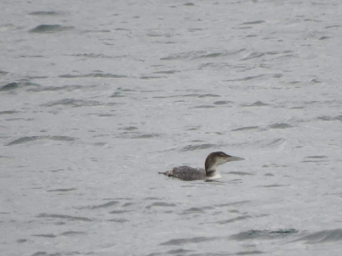 Common Loon - ML531927721