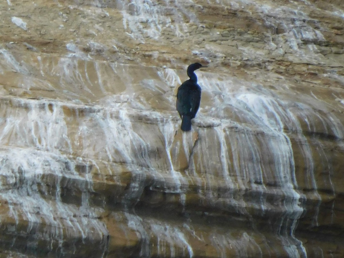 Brandt's Cormorant - ML531928381