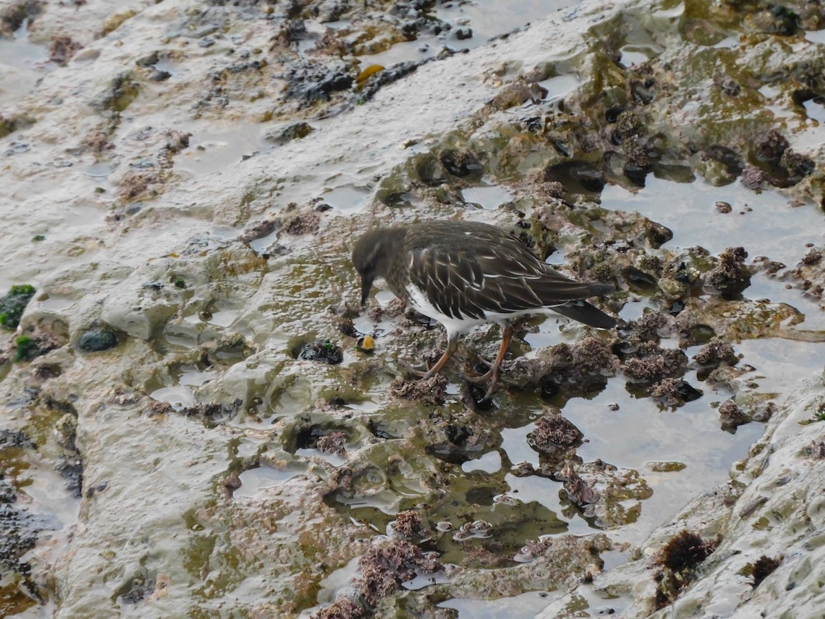 Black Turnstone - ML531928591