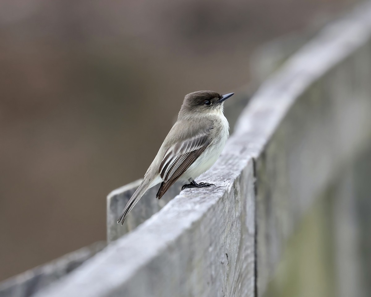 Eastern Phoebe - ML531929621