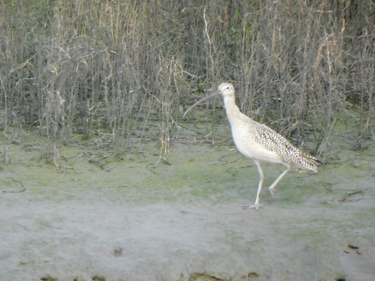 Long-billed Curlew - ML531929991