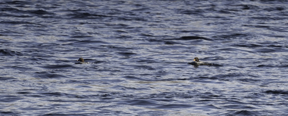 Barrow's Goldeneye - ML531930041