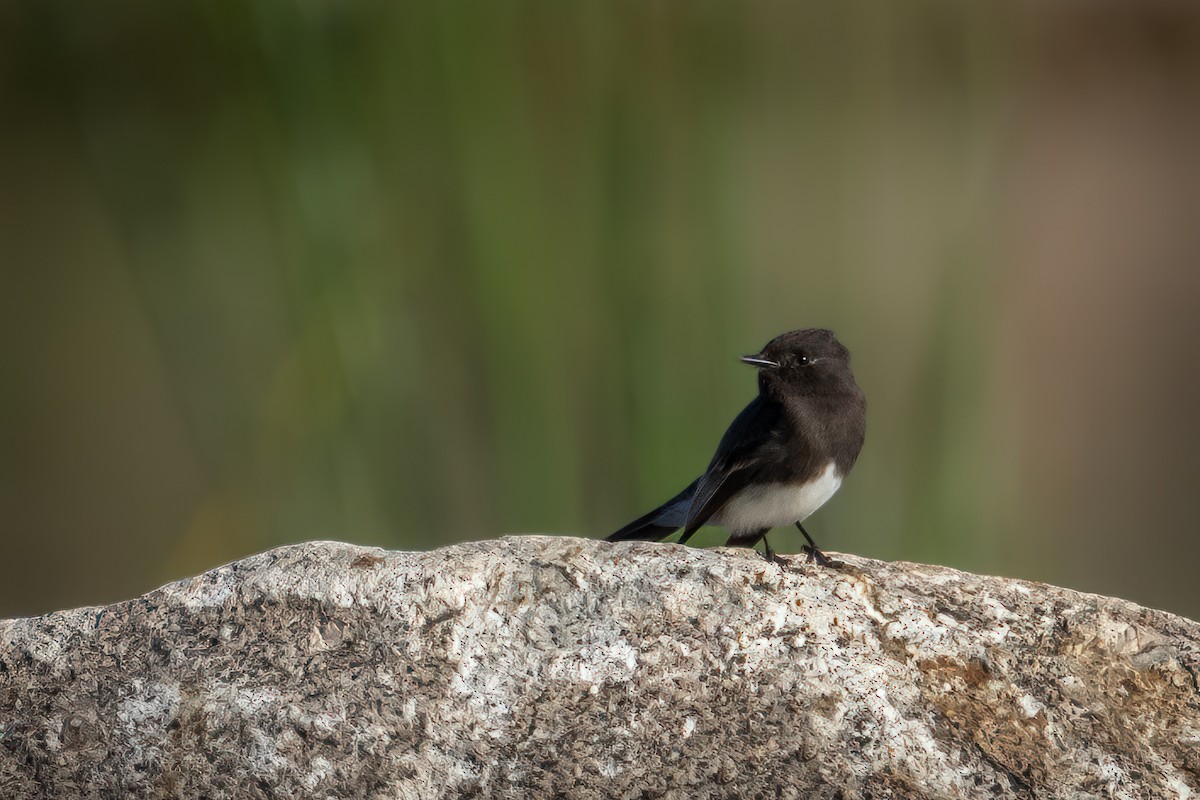 Black Phoebe - Paul LaFrance