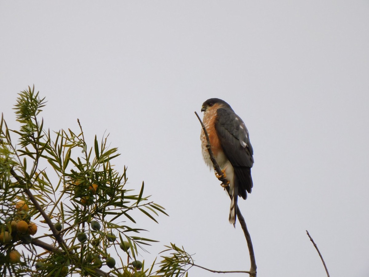Sharp-shinned Hawk - ML531931501