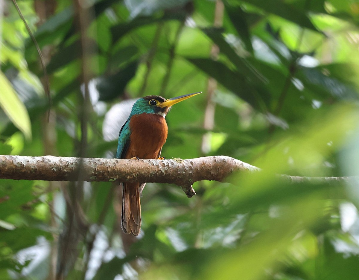 Yellow-billed Jacamar - ML531932031