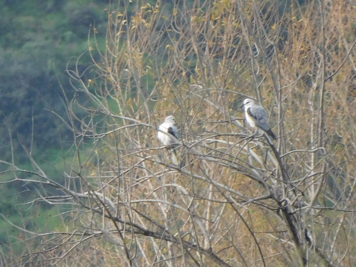 White-tailed Kite - ML531932061