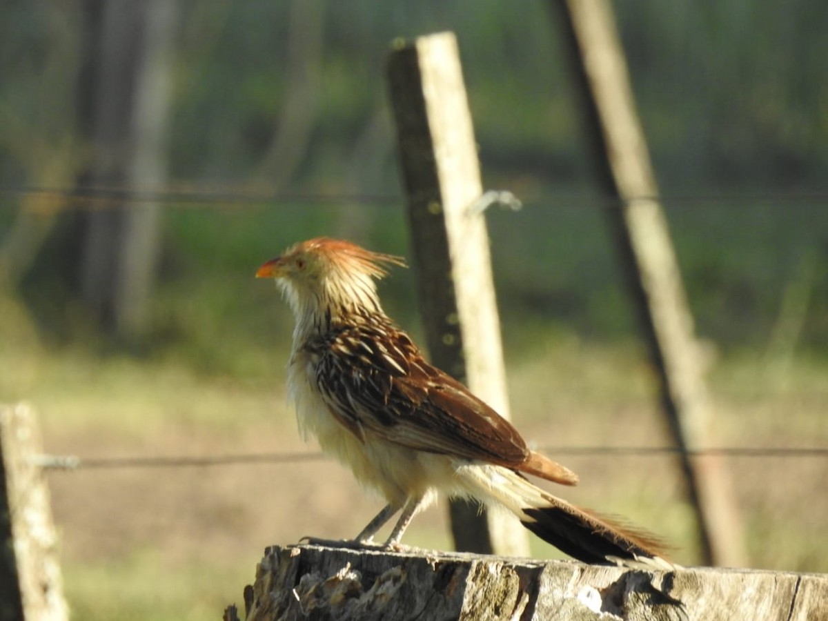 Guira Cuckoo - ML531935121