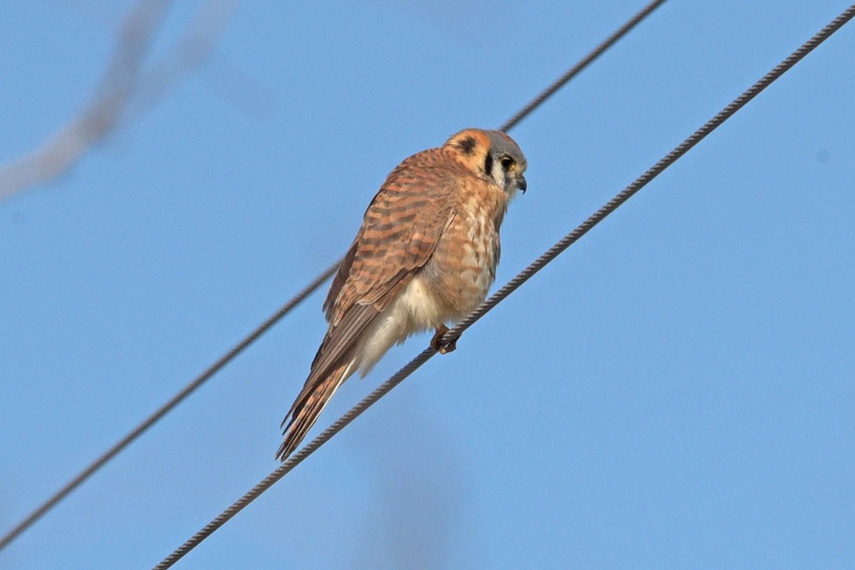 American Kestrel - Troy Hibbitts