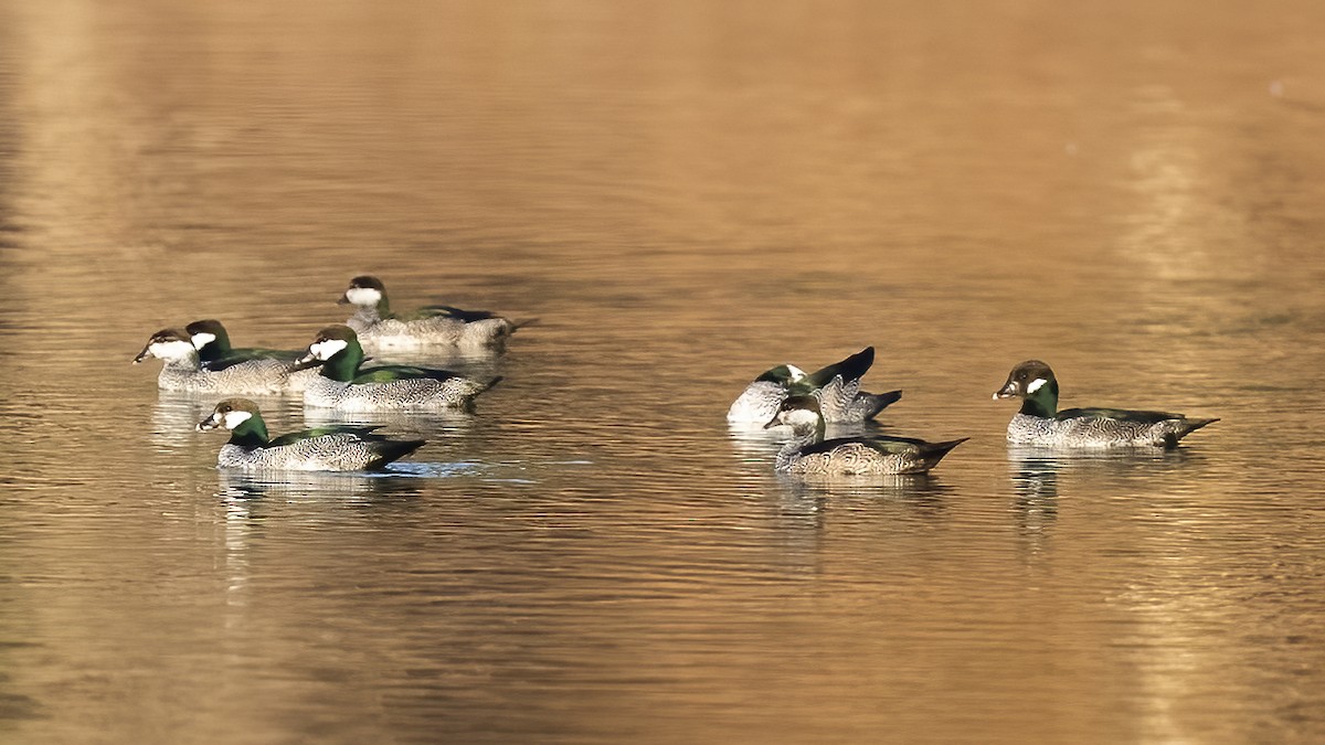 Green Pygmy-Goose - Peter Seubert