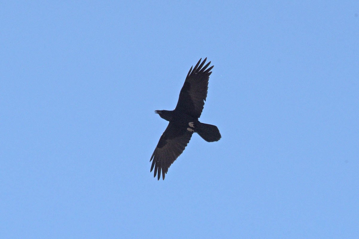 Common Raven - ML531936541