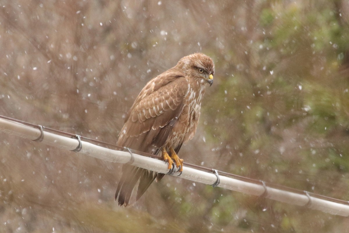 Common Buzzard - Sebastiano Ercoli