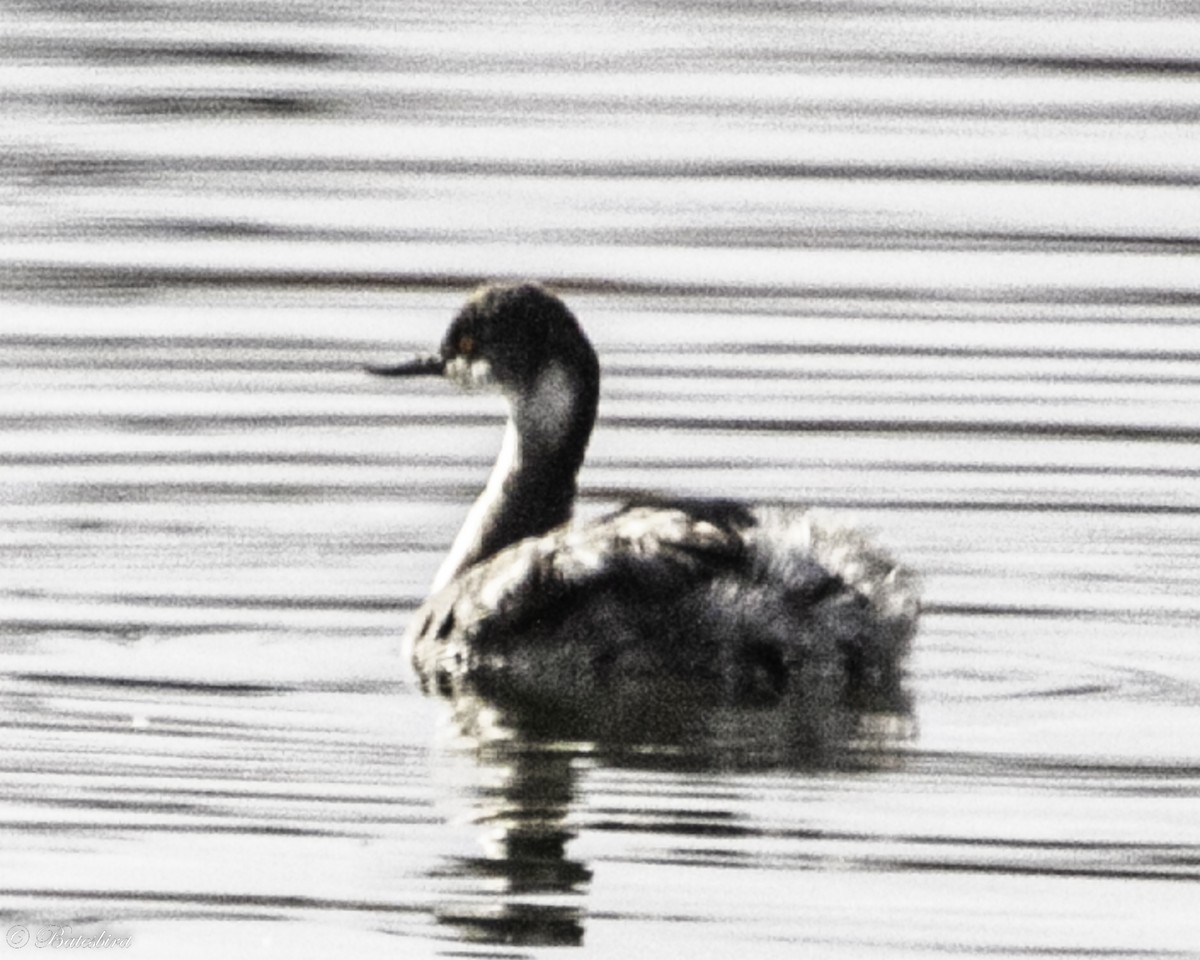 Eared Grebe - ML531937171