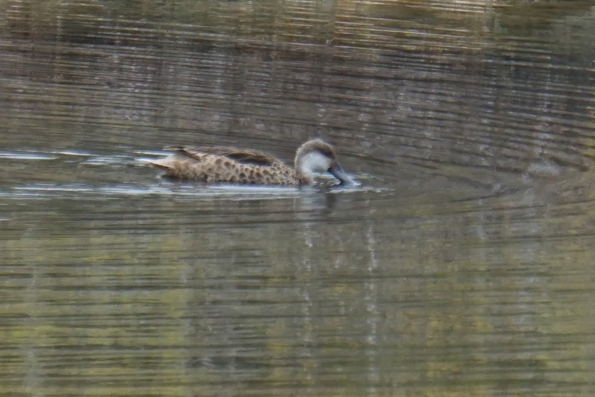 White-cheeked Pintail - ML531937311