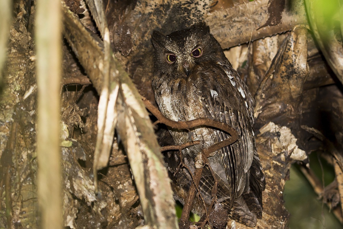 Madagascar Scops-Owl (Rainforest) - Miguel Rouco