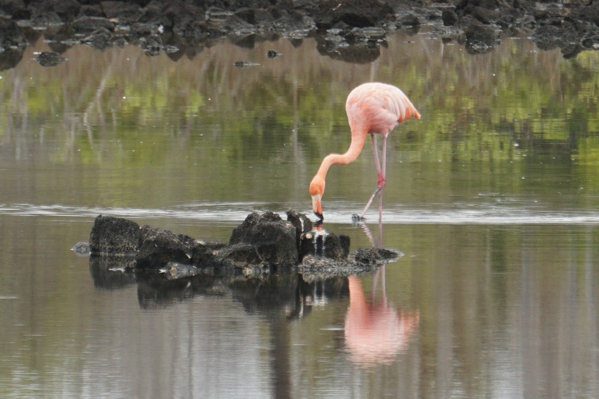American Flamingo - Brian Rapoza