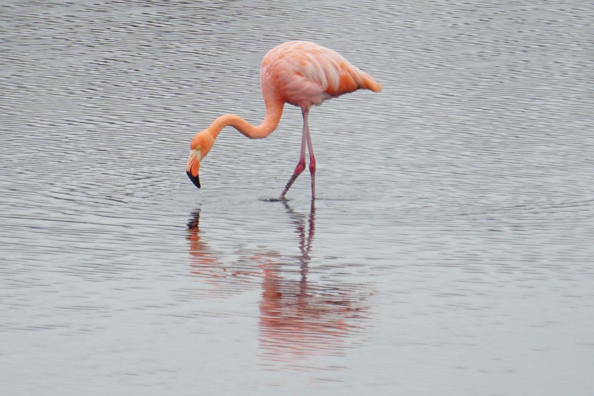 Amerika Flamingosu - ML531937581