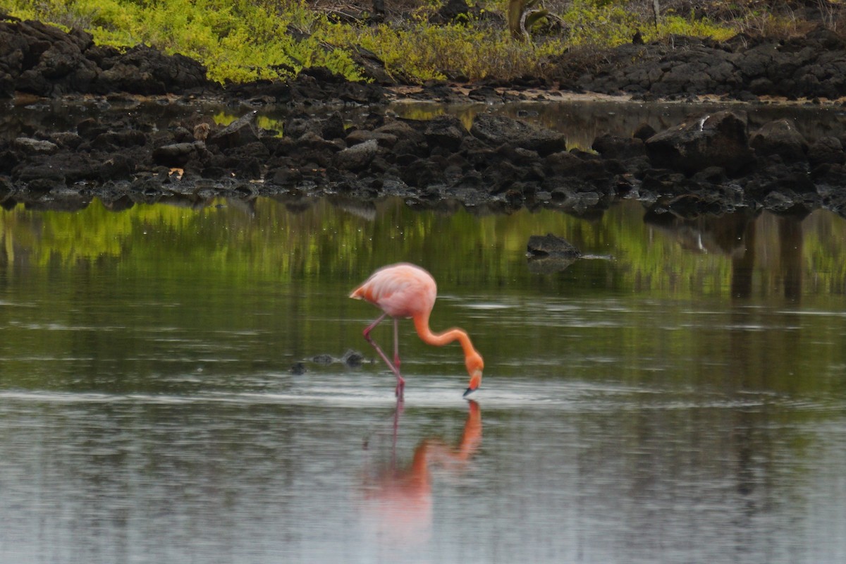 Amerika Flamingosu - ML531937591