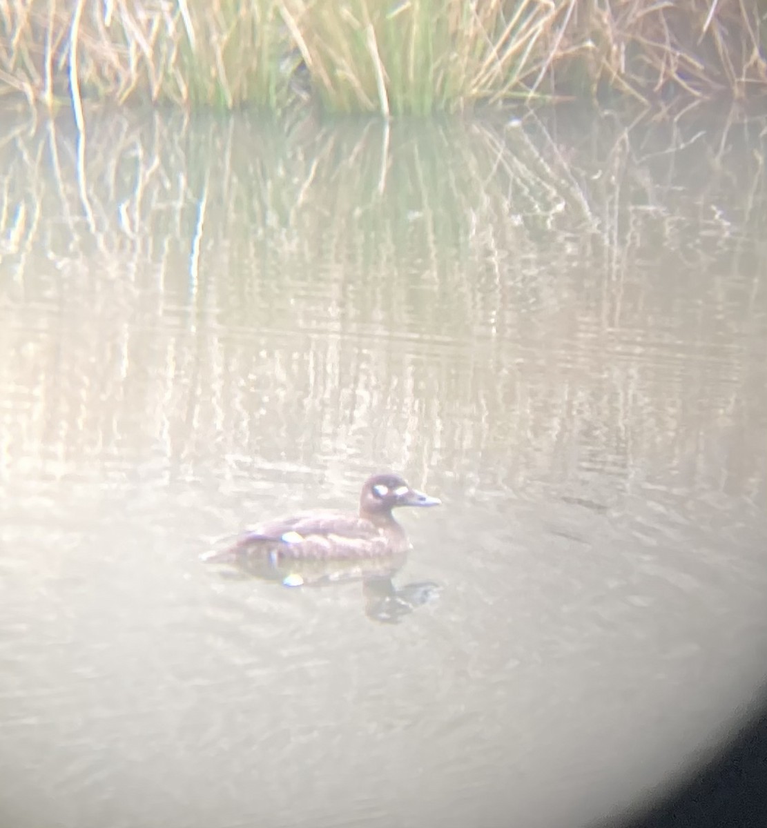 White-winged Scoter - ML531937981